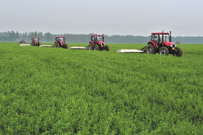 庫倫旗牧草銷售與種植 畜牧漁業(yè)飼料產業(yè)鏈的優(yōu)化與發(fā)展