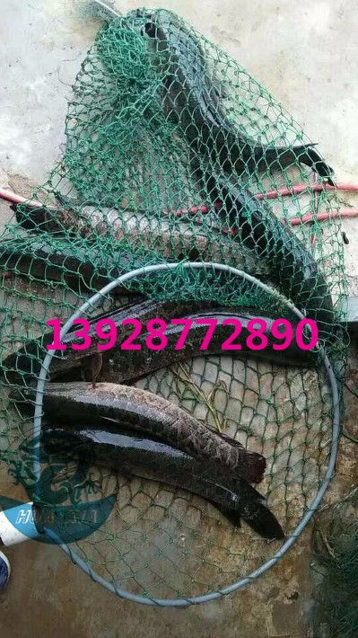 浙江烏鱧魚苗批發(fā)價格實惠，廣東華夏漁業(yè)航空助力高效運輸