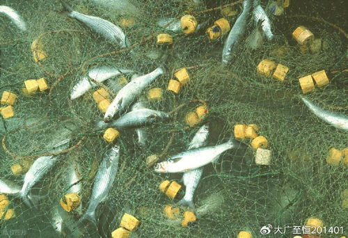 AquaTech 2026 馬來西亞漁業展覽會 領航漁業新紀元，驅動畜牧漁業飼料銷售創新