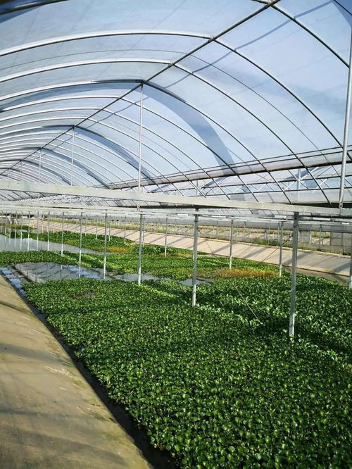 阿喜和他的金湖塘 飼料銷(xiāo)售鋪就小康路